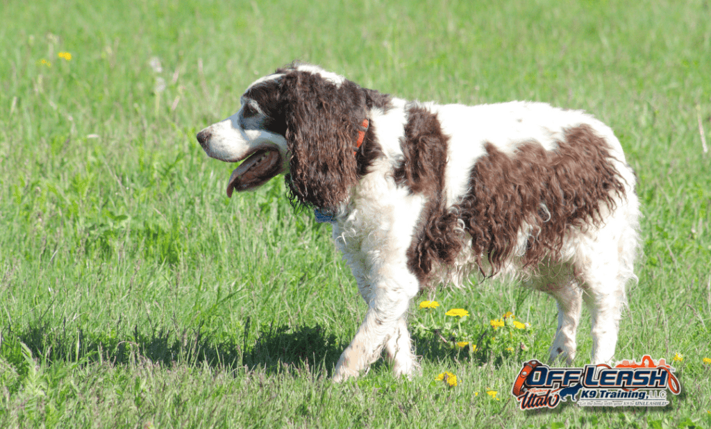 Dog training Murray UT for calm walks and improved obedience
