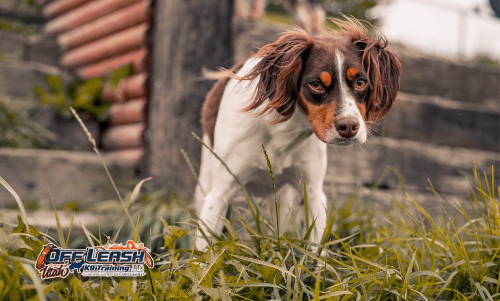 Spaniel puppy exploring grass in Salt Lake City UT dog training