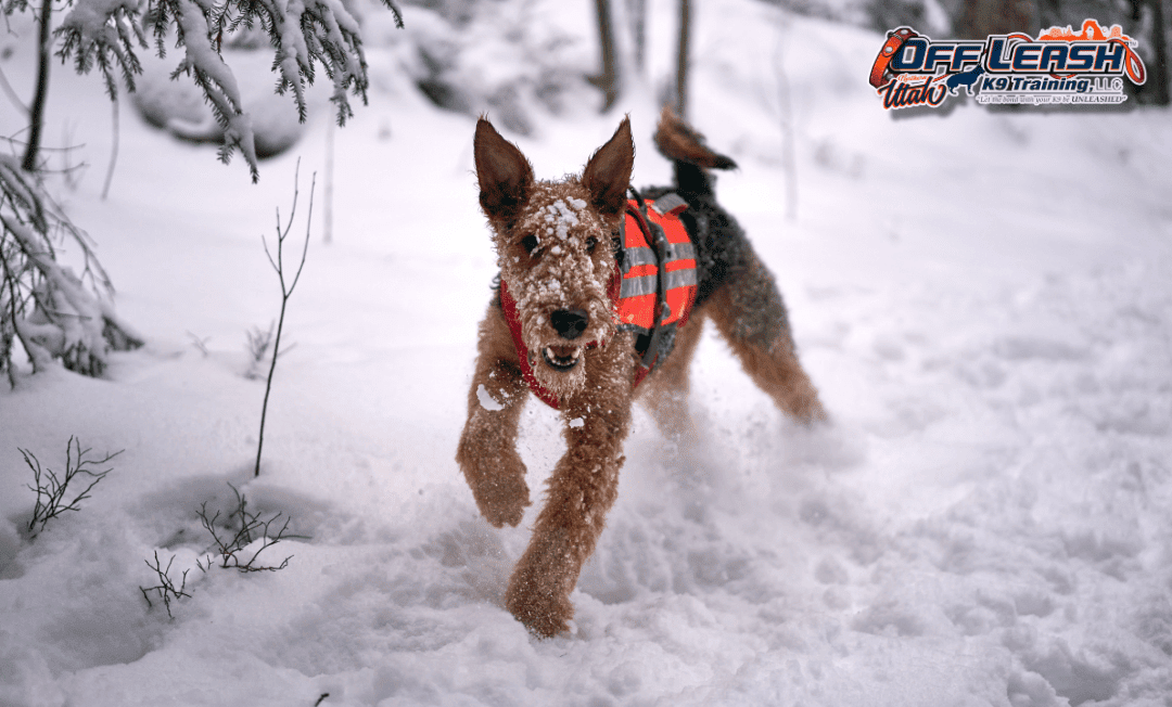 Dog training Millcreek UT with terrier running through snow.