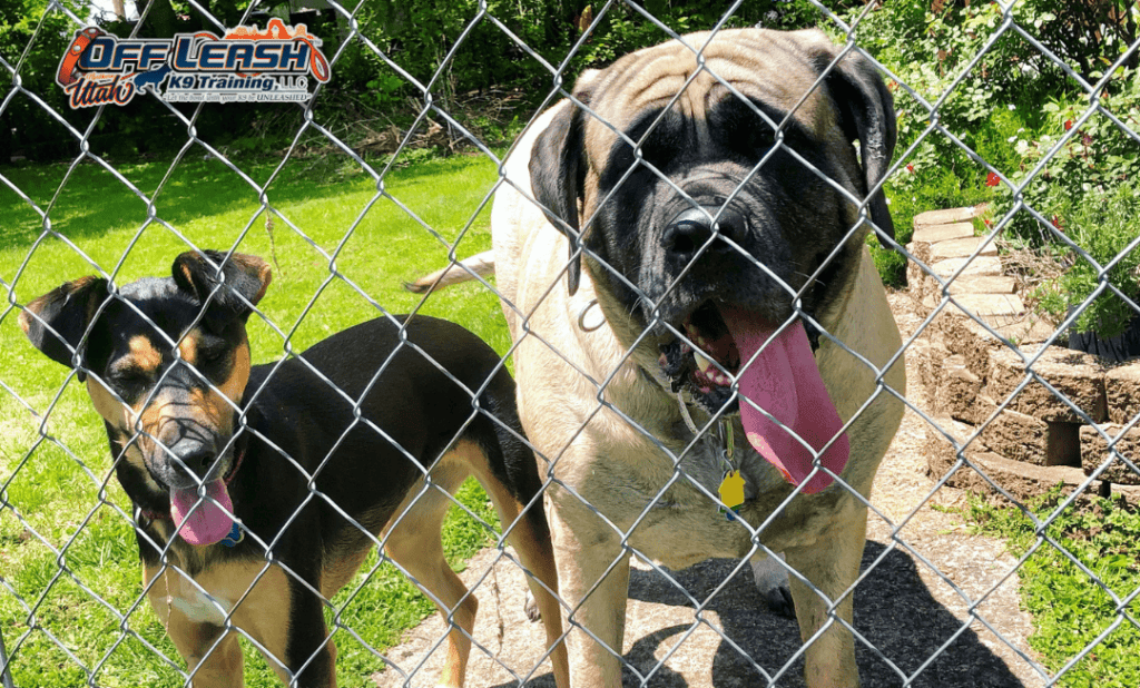Two dogs outside during dog training Taylorsville UT session
