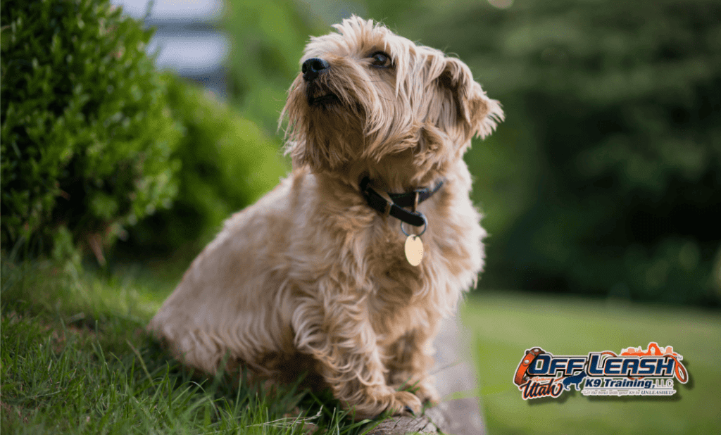 Dog training Taylorsville UT with small dog outdoors calmly.