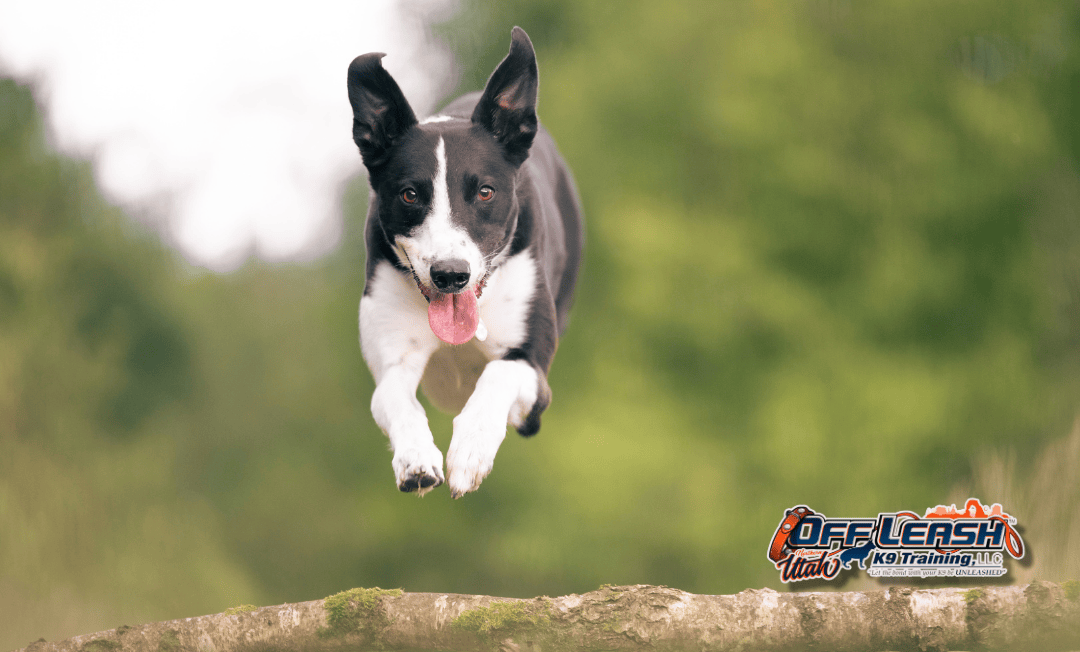 Dog training Murray UT for active dogs building better focus
