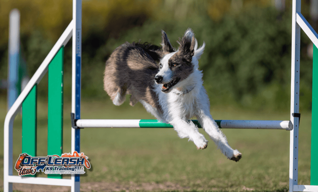 Dog training Taylorsville UT with agility dog jumping hurdle