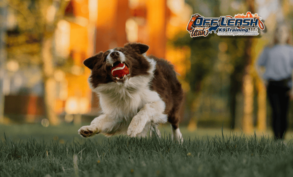 Dog training Murray UT for energetic dogs learning obedience
