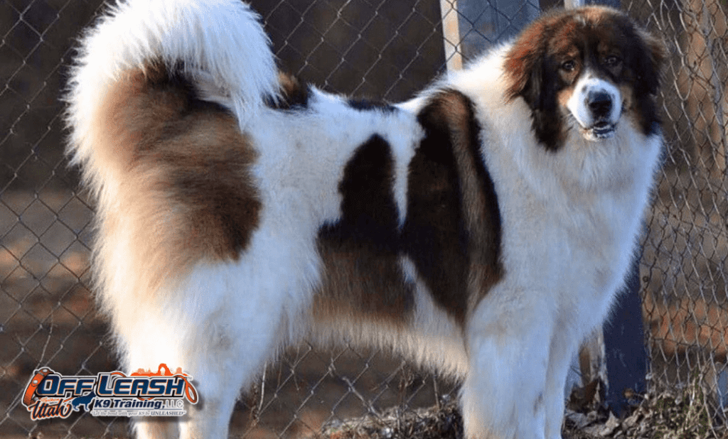 Fluffy dog, advanced dog training Salt Lake City, UT