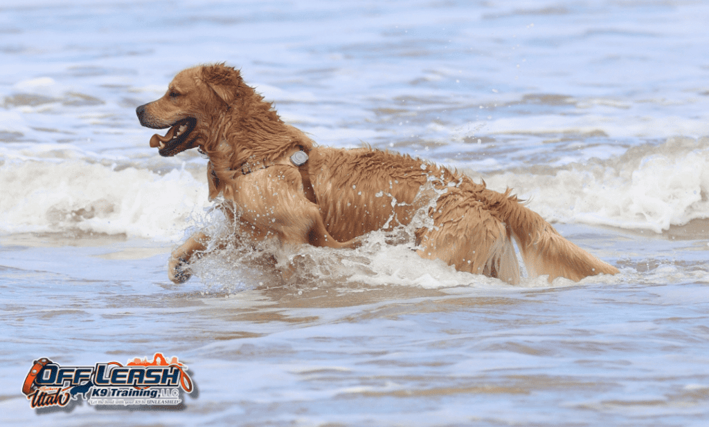 Dog training Taylorsville UT with golden retriever in ocean.