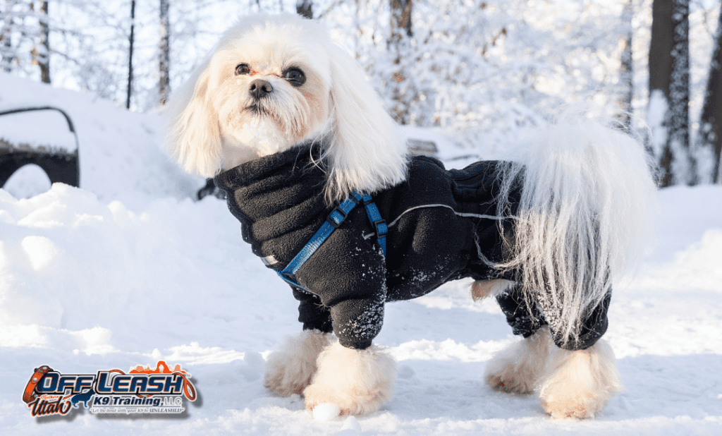 White dog in snow, advanced dog training Salt Lake City UT