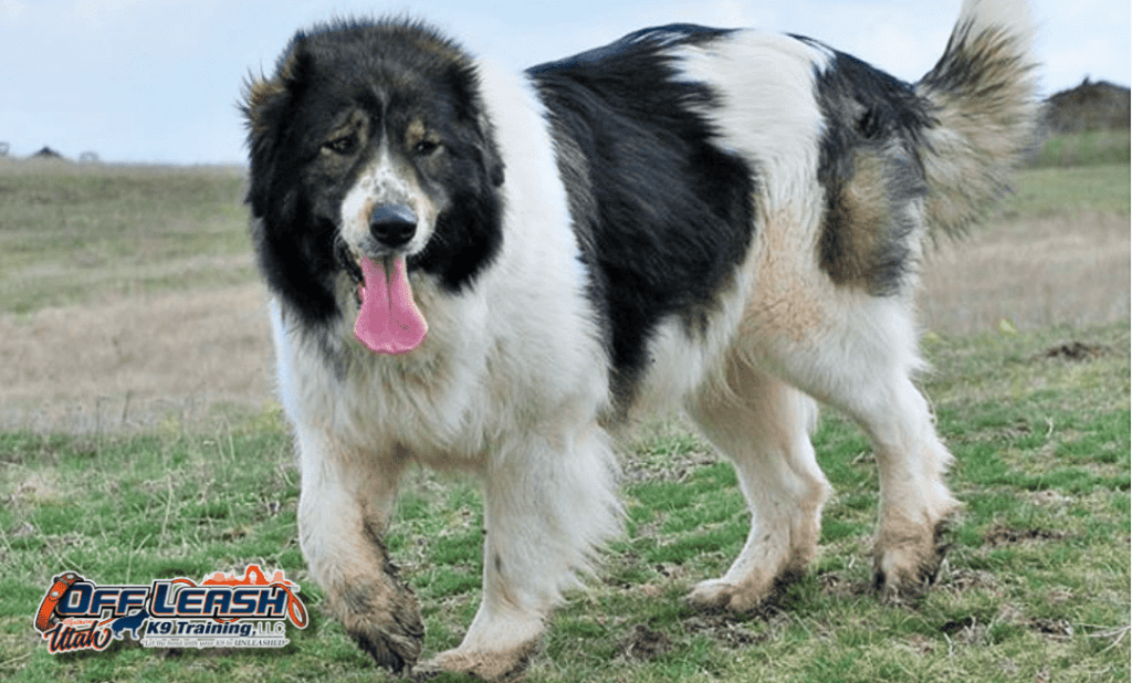 Dog training Millcreek UT with large dog standing in a field