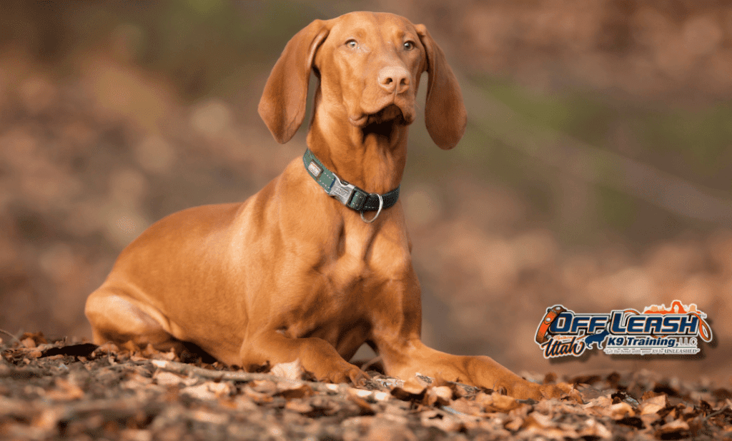 Dog training Murray UT with attentive Vizsla outdoors today.