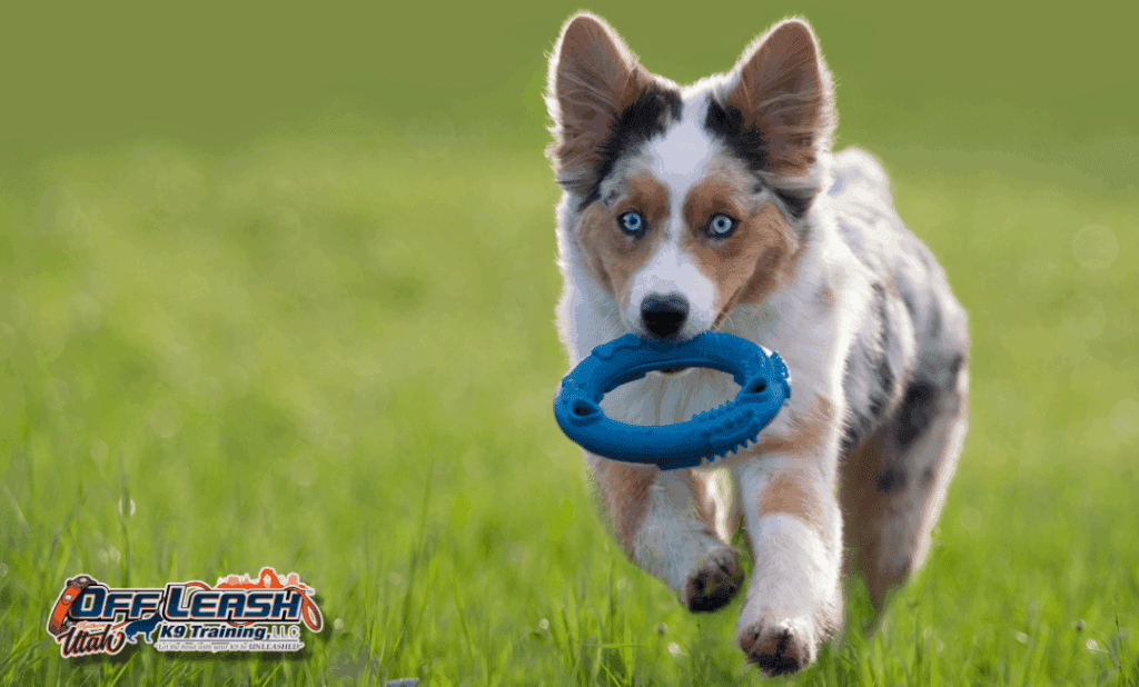 Dog training Taylorsville UT puppy retrieving a toy outdoors