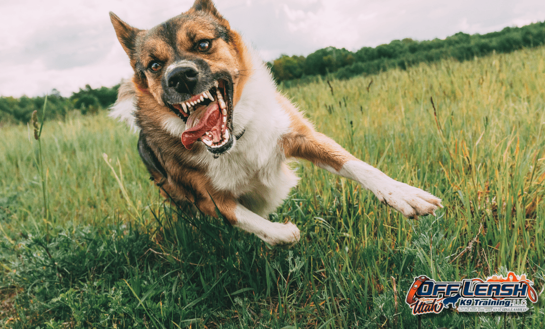 Dog training Millcreek UT for reactive dog behavior outdoors