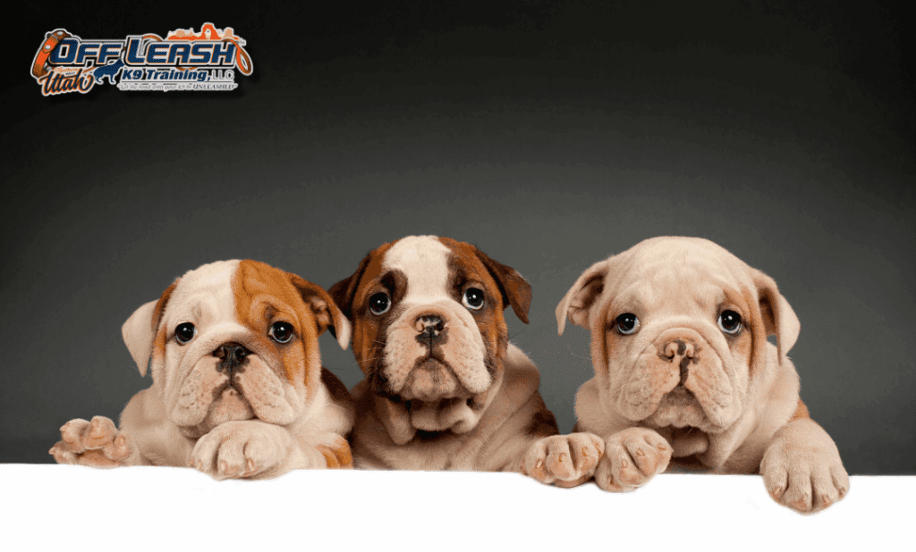 Three bulldog puppies for puppy training in Salt Lake City UT