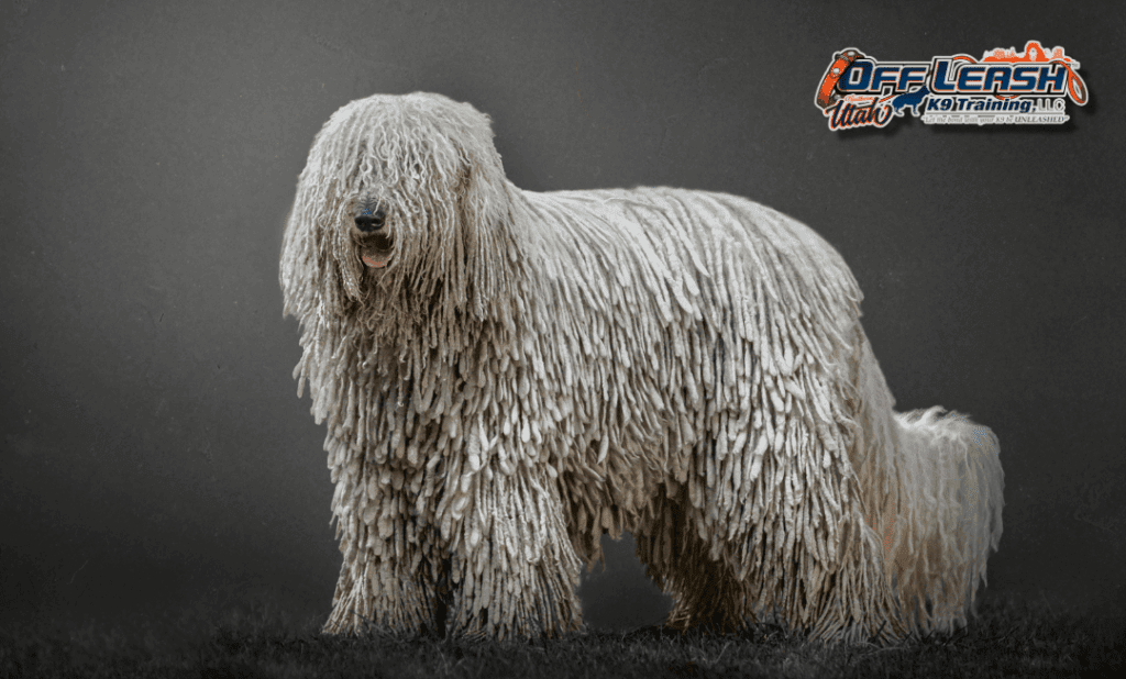 Dog training Millcreek UT with calm Komondor posing indoors.