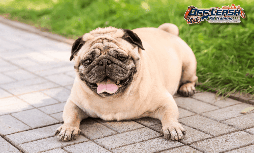 Pug resting during dog obedience training Salt Lake City UT Is this conversation helpful so far?