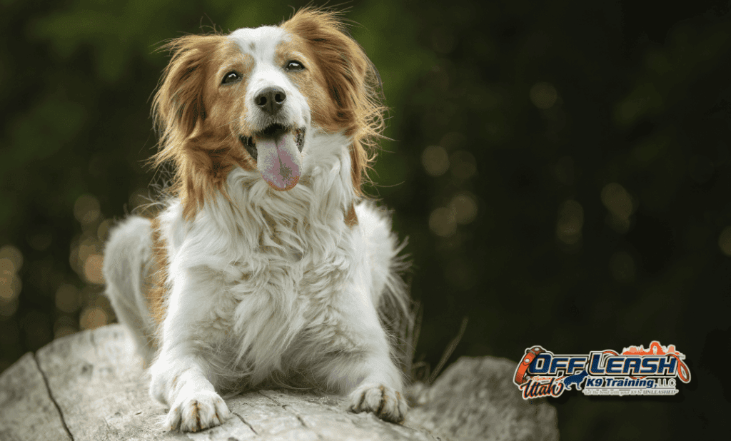 Happy dog on log dog obedience training Salt Lake City UT