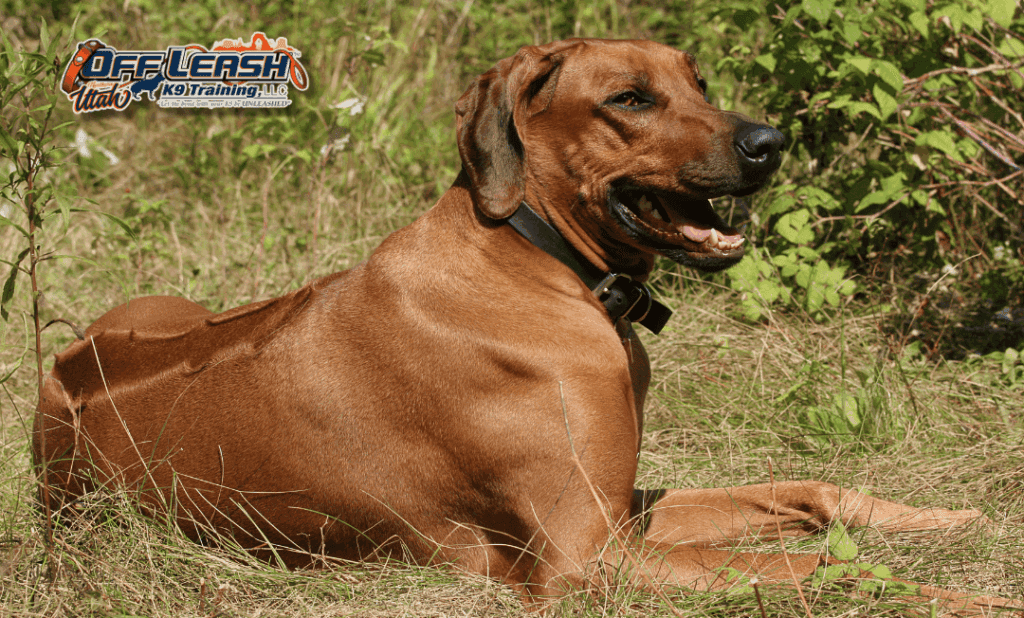 Dog training Millcreek UT with relaxed dog resting outdoors. Is this conversation helpful so far?