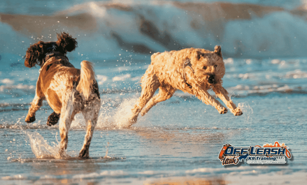 Dog training Millcreek UT for active dogs enjoying beach fun