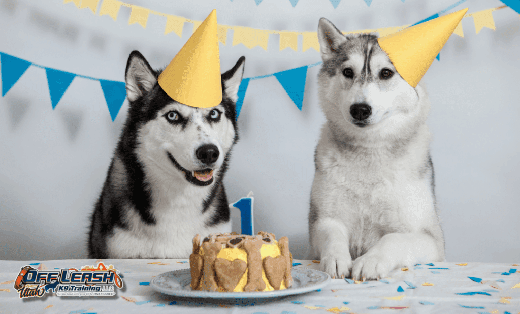 Dog training Millcreek UT with two huskies at birthday party