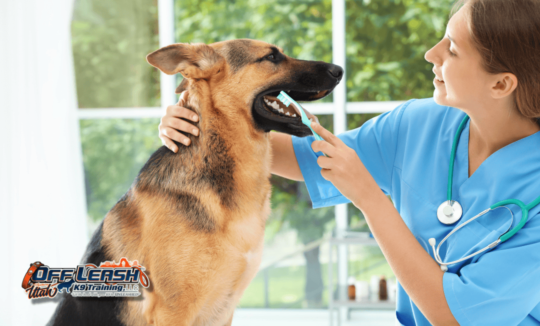 Dog training Taylorsville UT and German Shepherd dental care