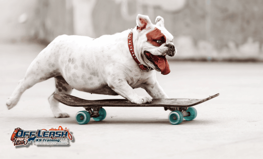 Dog training Taylorsville UT featuring bulldog on skateboard