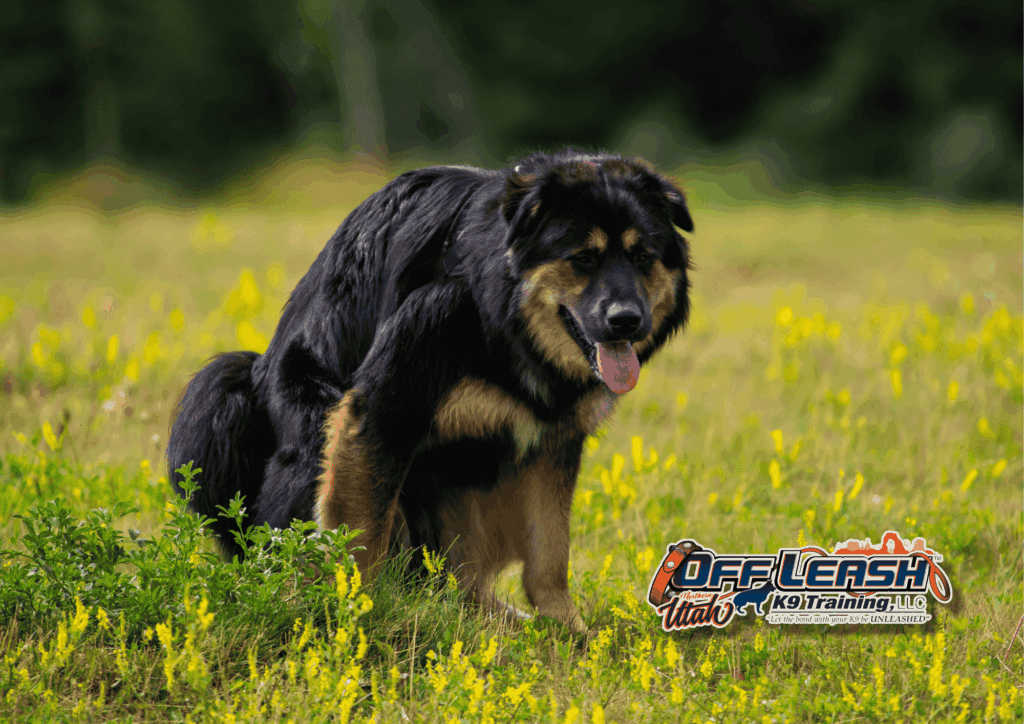 Dog training Murray UT featuring black and tan dog in field.