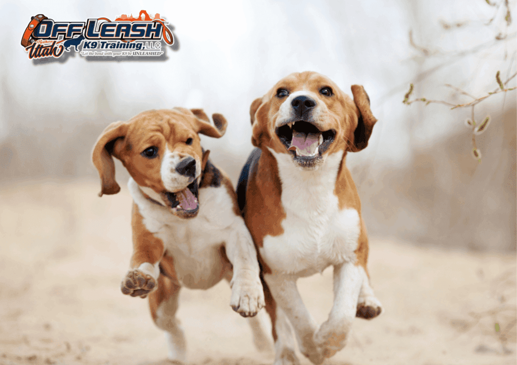 Dog training Murray UT with happy Beagles outdoors together.