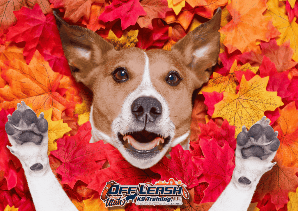 Dog in fall leaves, advanced dog training Salt Lake City UT