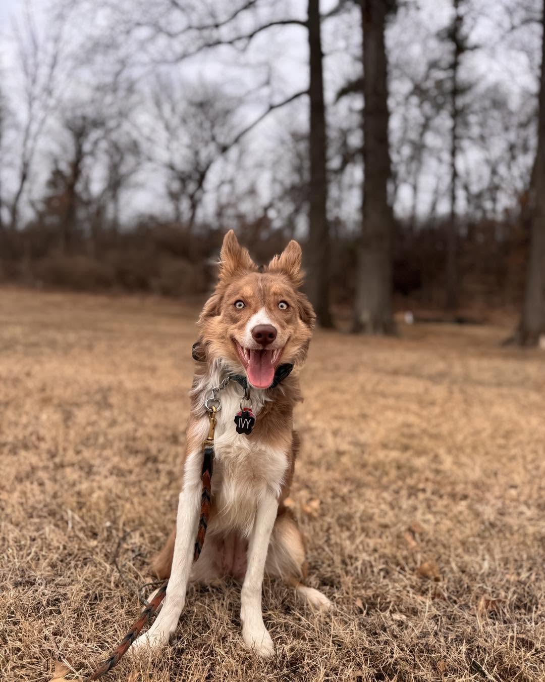Why Salt Lake City Chooses Our Board and Train Dog Training in Utah