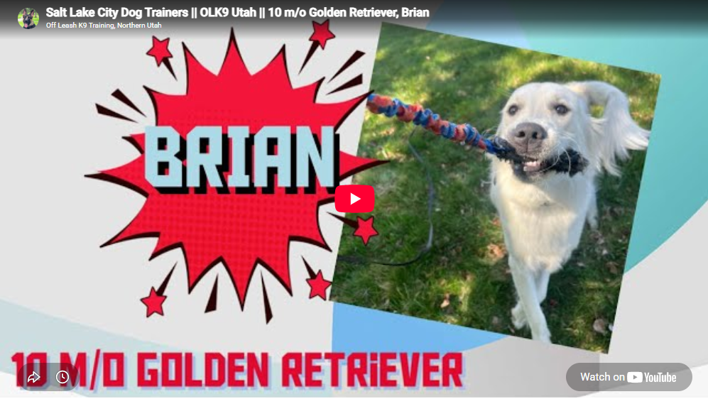 Brian the Golden Retriever during training in Salt Lake City, UT