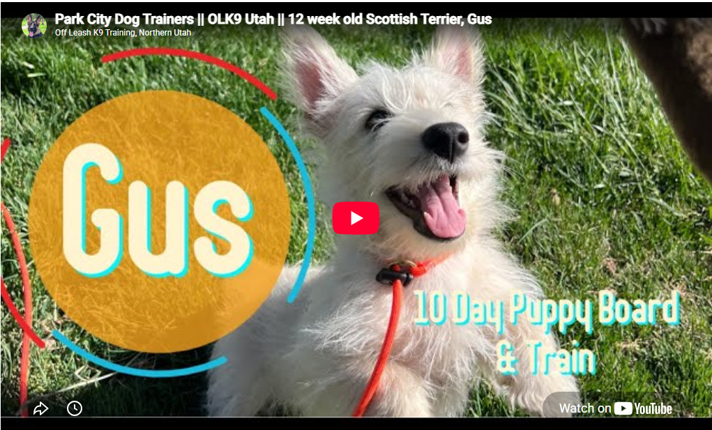 Gus the Scottish Terrier during puppy training in Salt Lake City, UT