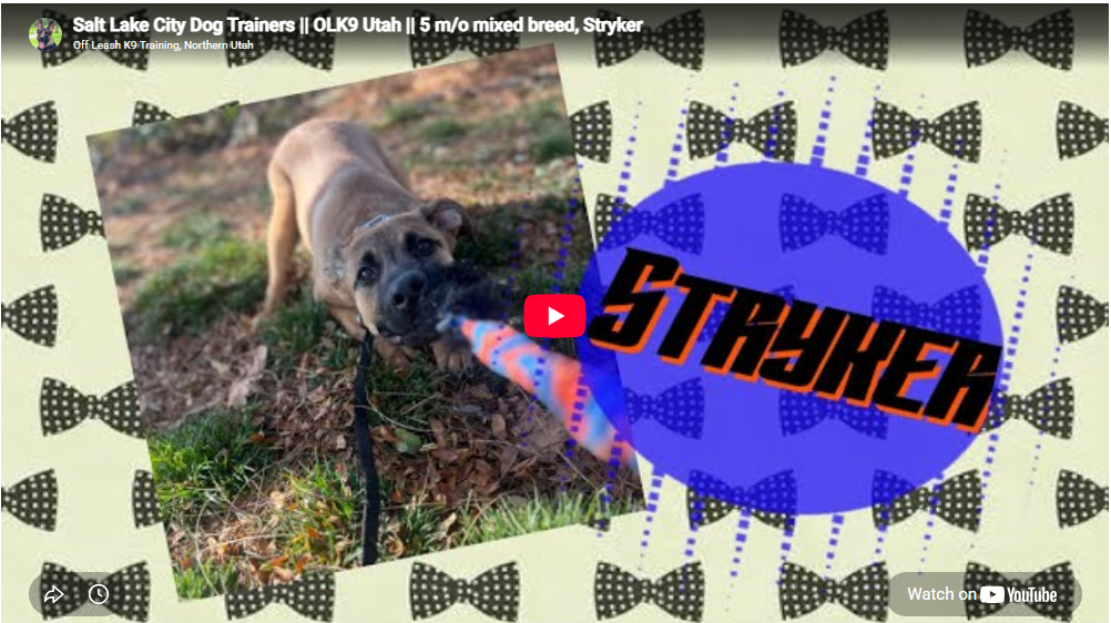 Stryker, the mixed-breed puppy during training in Salt Lake City, UT