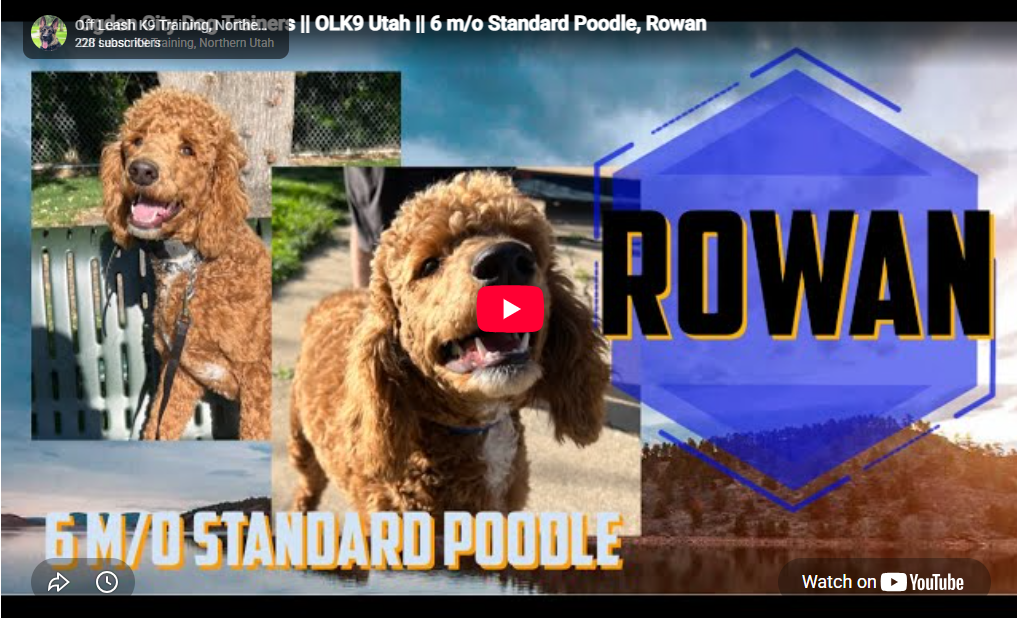 Rowan the Standard Poodle training in Northern Utah