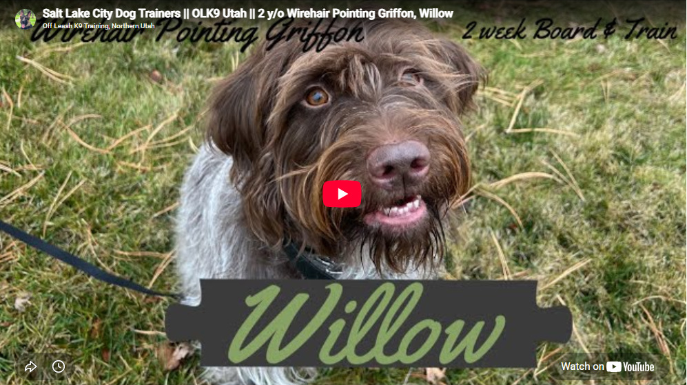 Willow the Wirehair Pointing Griffon during training in Salt Lake City, UT