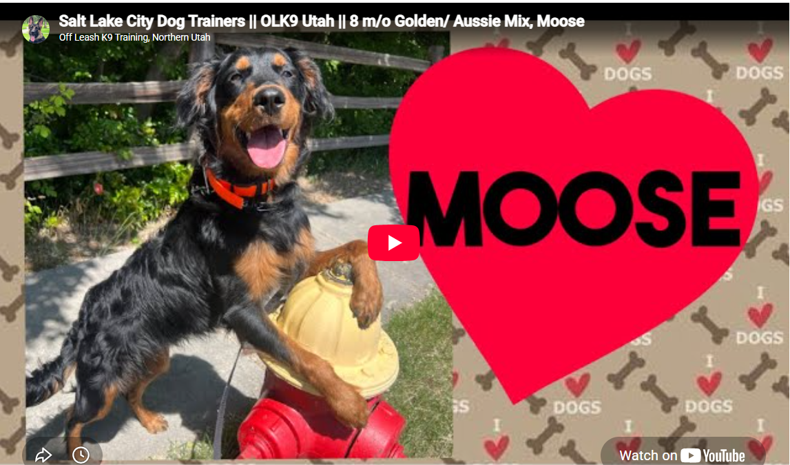 Moose, a Golden Retriever mix training in Salt Lake City, UT